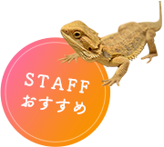 STAFFおすすめ