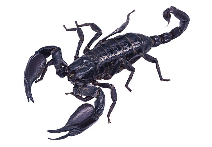 チャグロサソリ