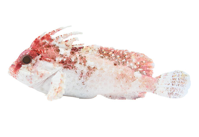 バンドテールワスプフィッシュ