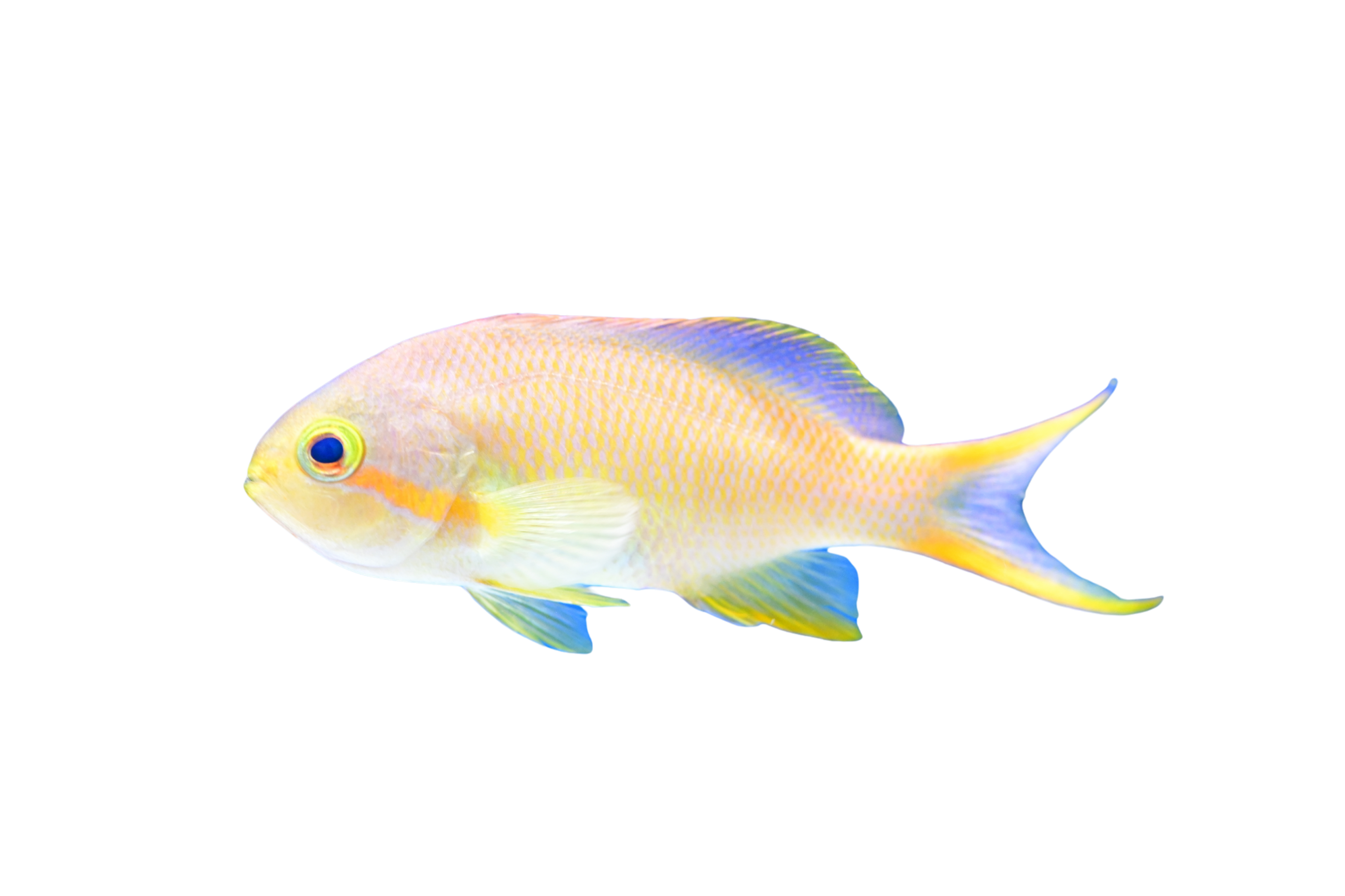 レッドチークドフェアリーバスレット