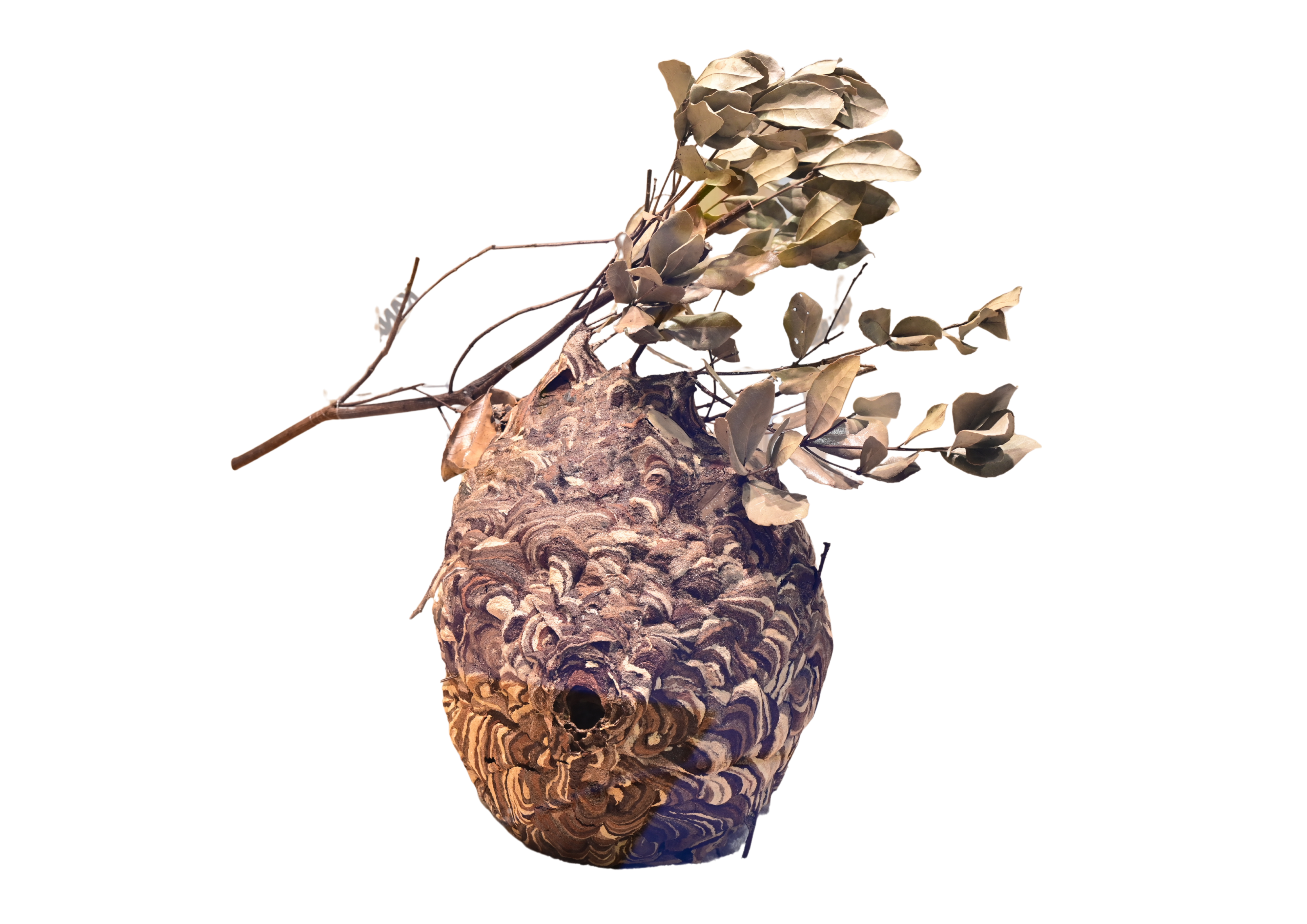 コガタスズメバチ（巣）