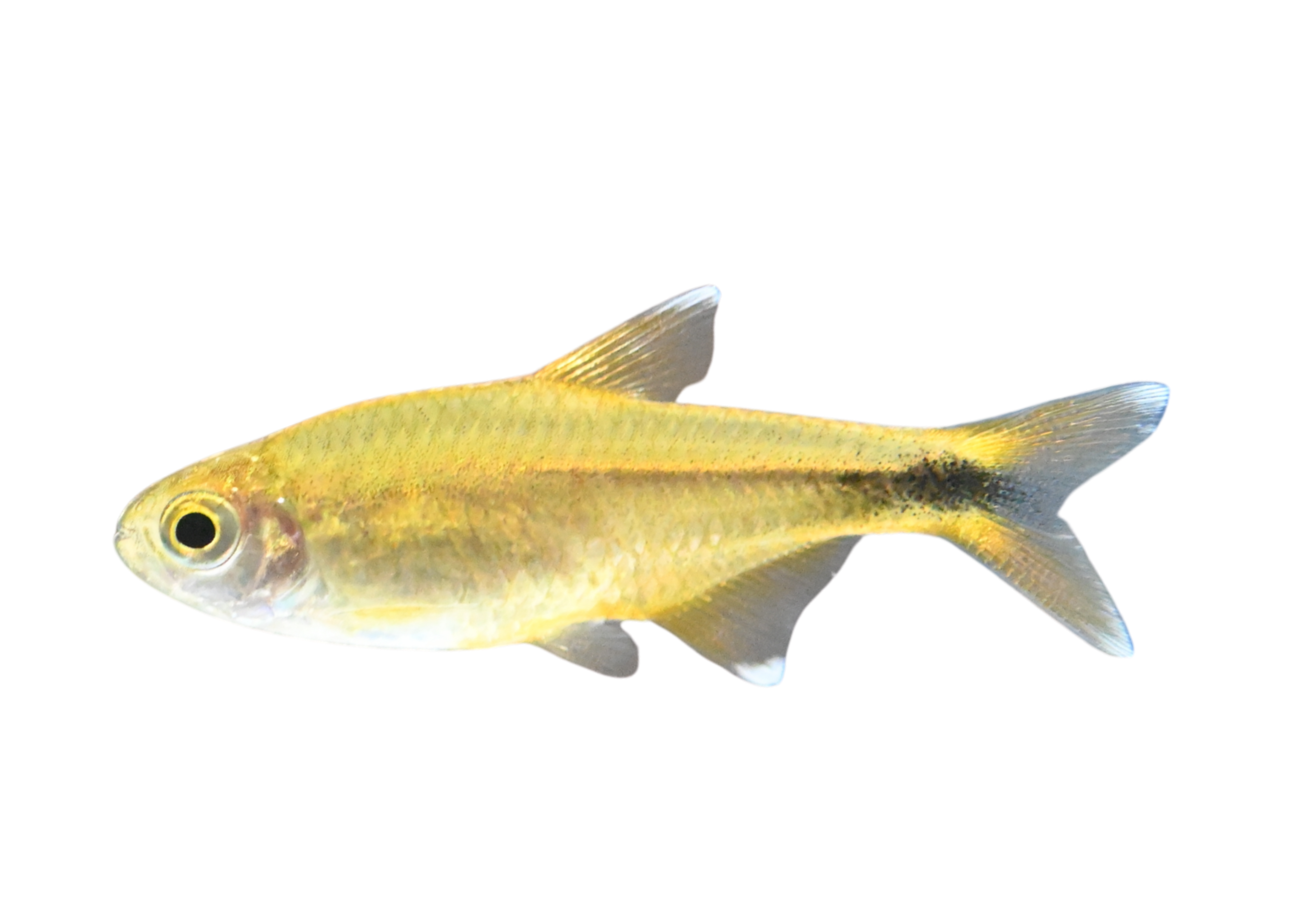 シルバーチップテトラ