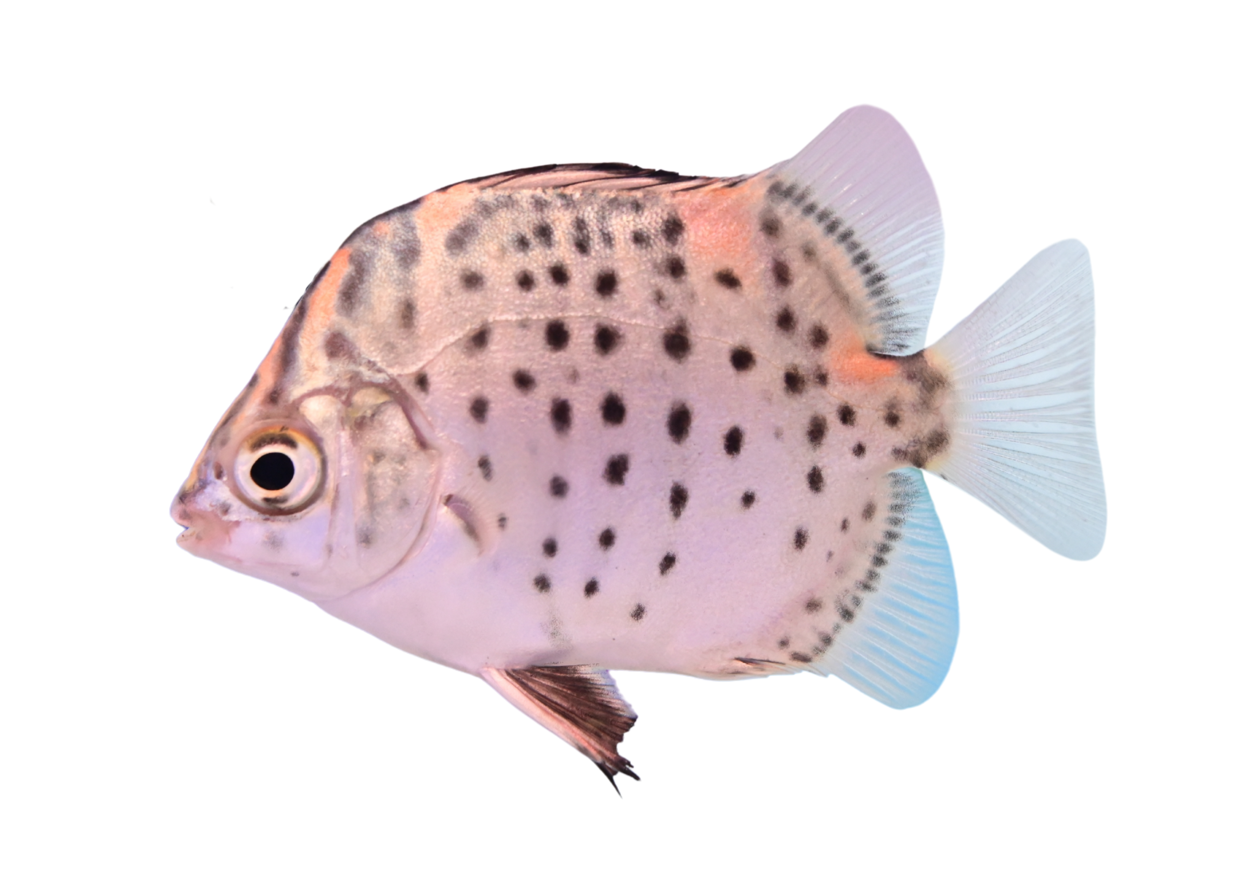 クロホシマンジュウダイ