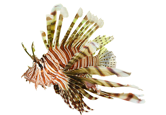 ハナミノカサゴ