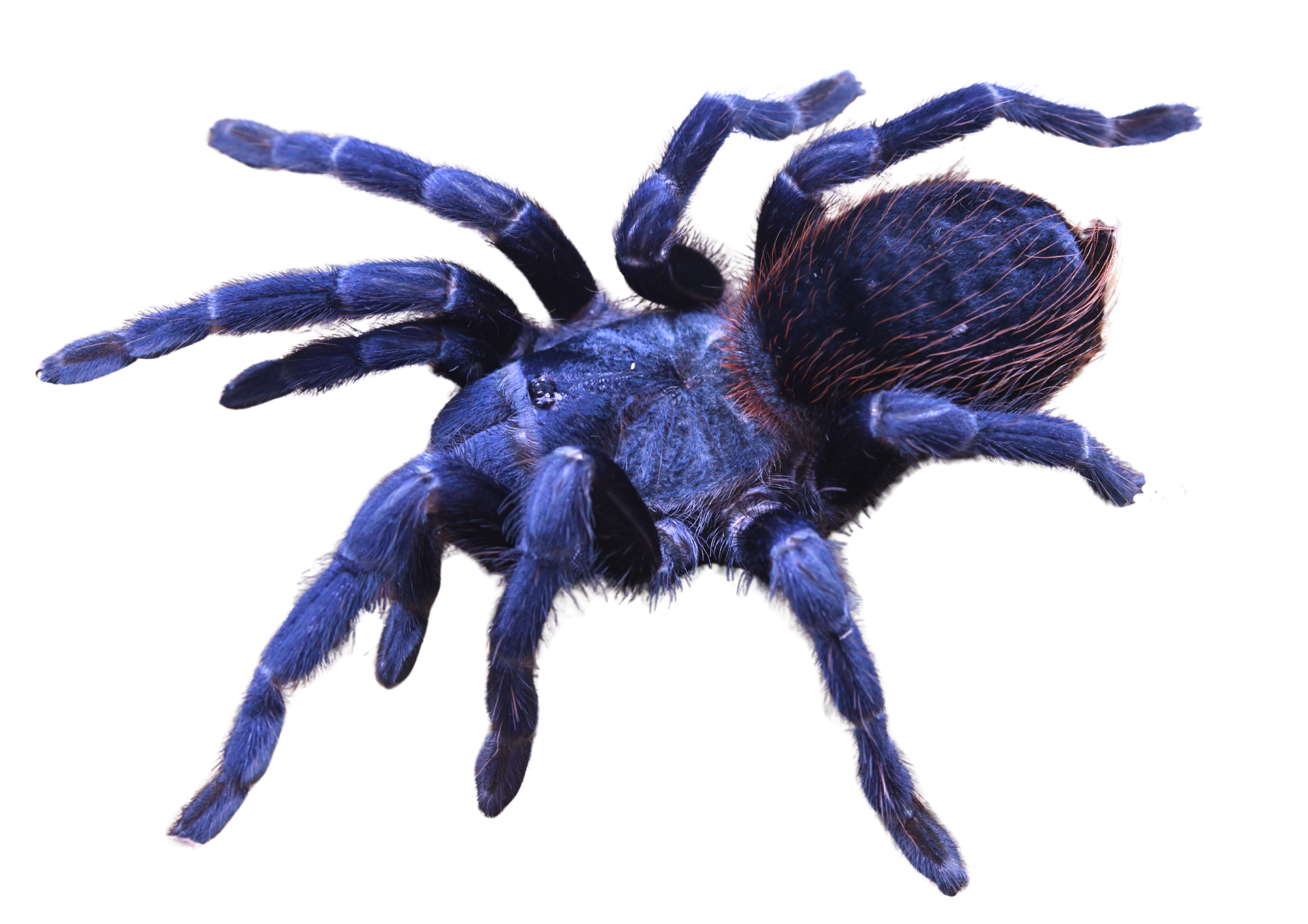 ブラジリアンブルー