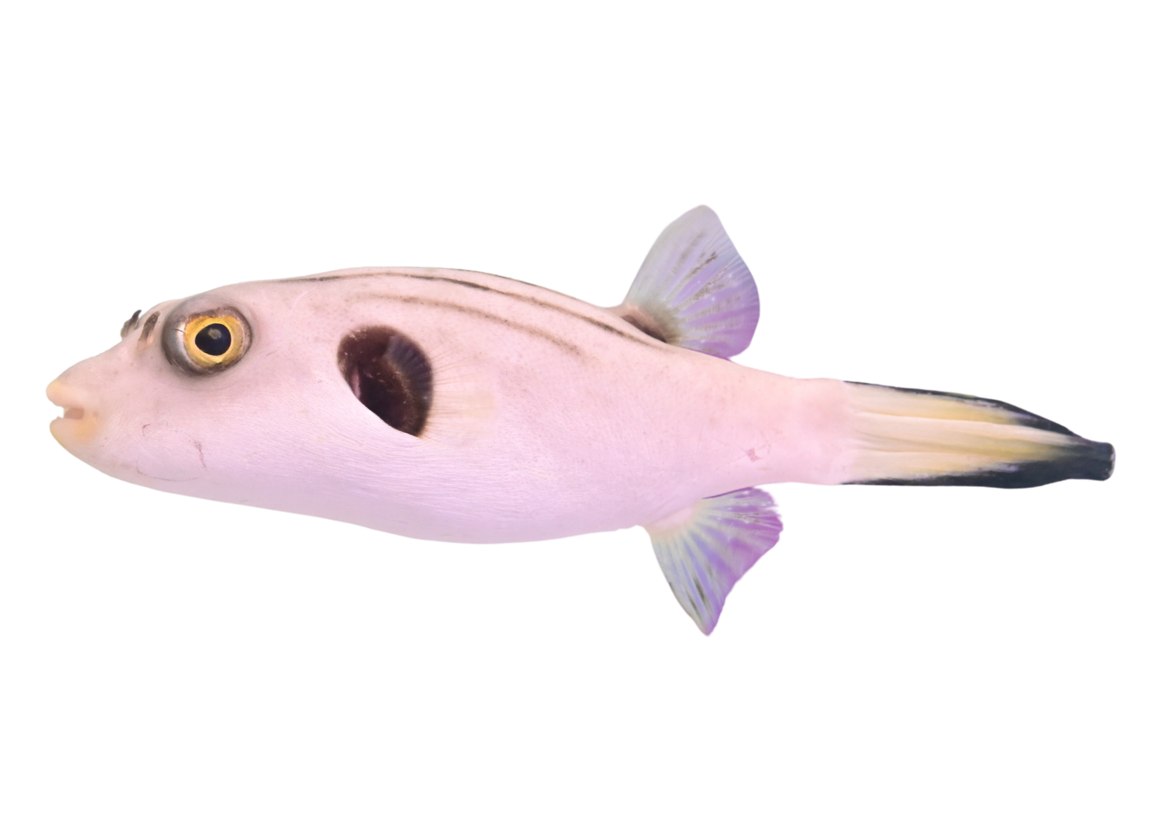 スジモヨウフグ