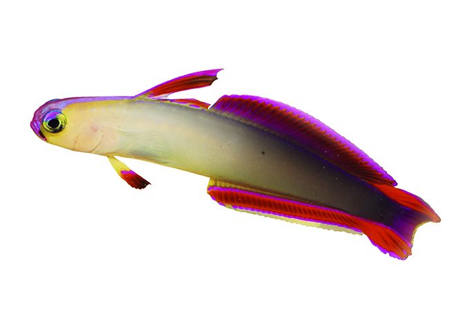 アケボノハゼ