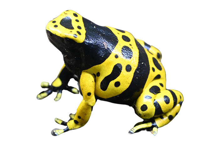 キオビヤドクガエル