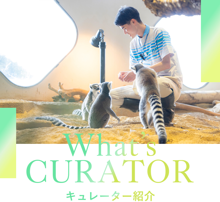 What's CURATOR キュレーター紹介