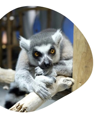 ワオキツネザル