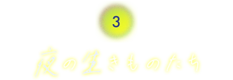 3.夜のネムネム