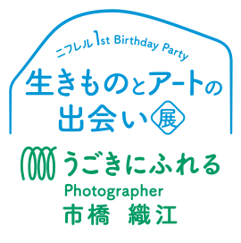 ニフレル 1st anniversary 生きものとアートの出会い展 うごきにふれる Photographer 市橋織江