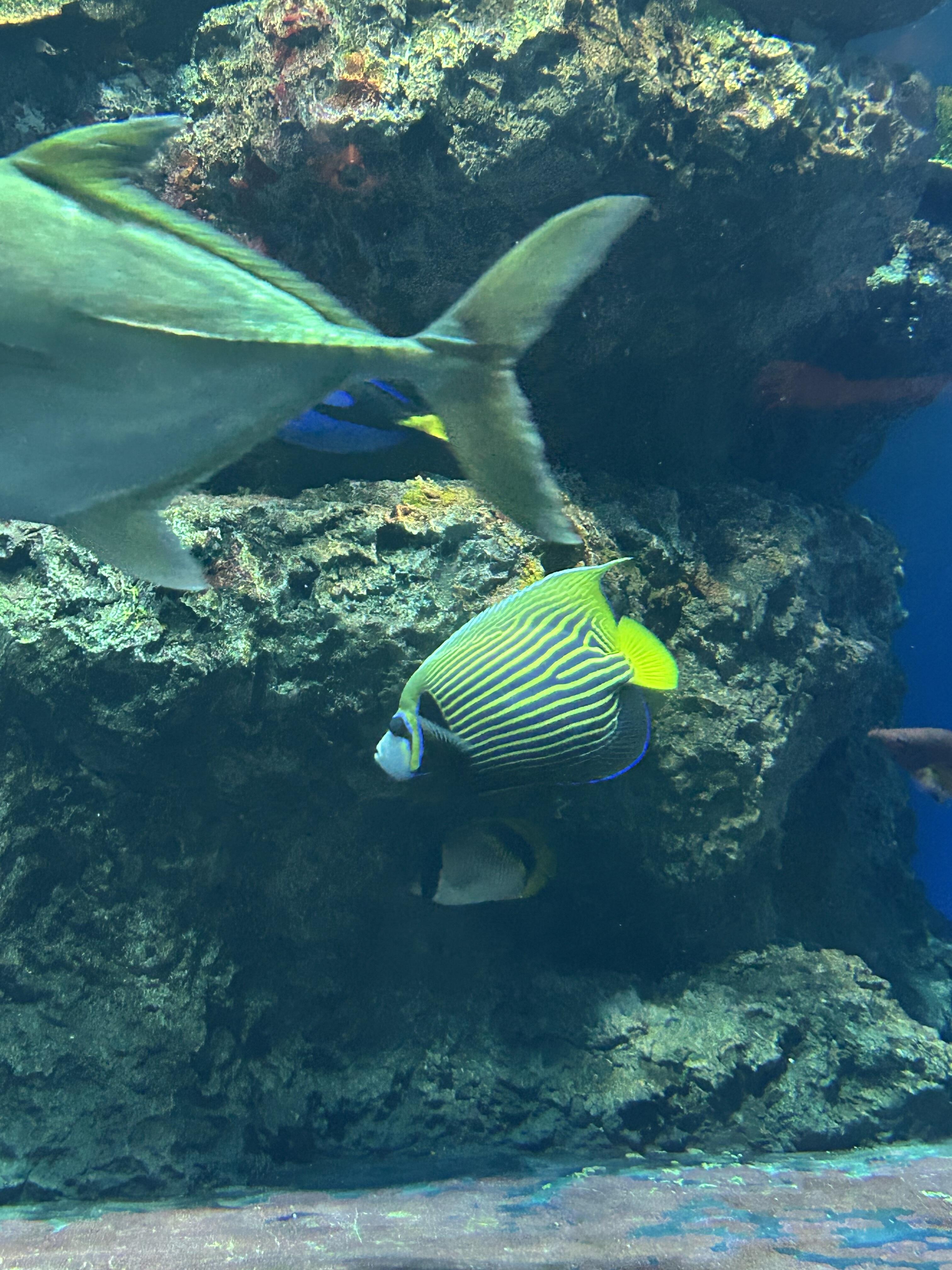 タテキン成魚マリンピア.jpg