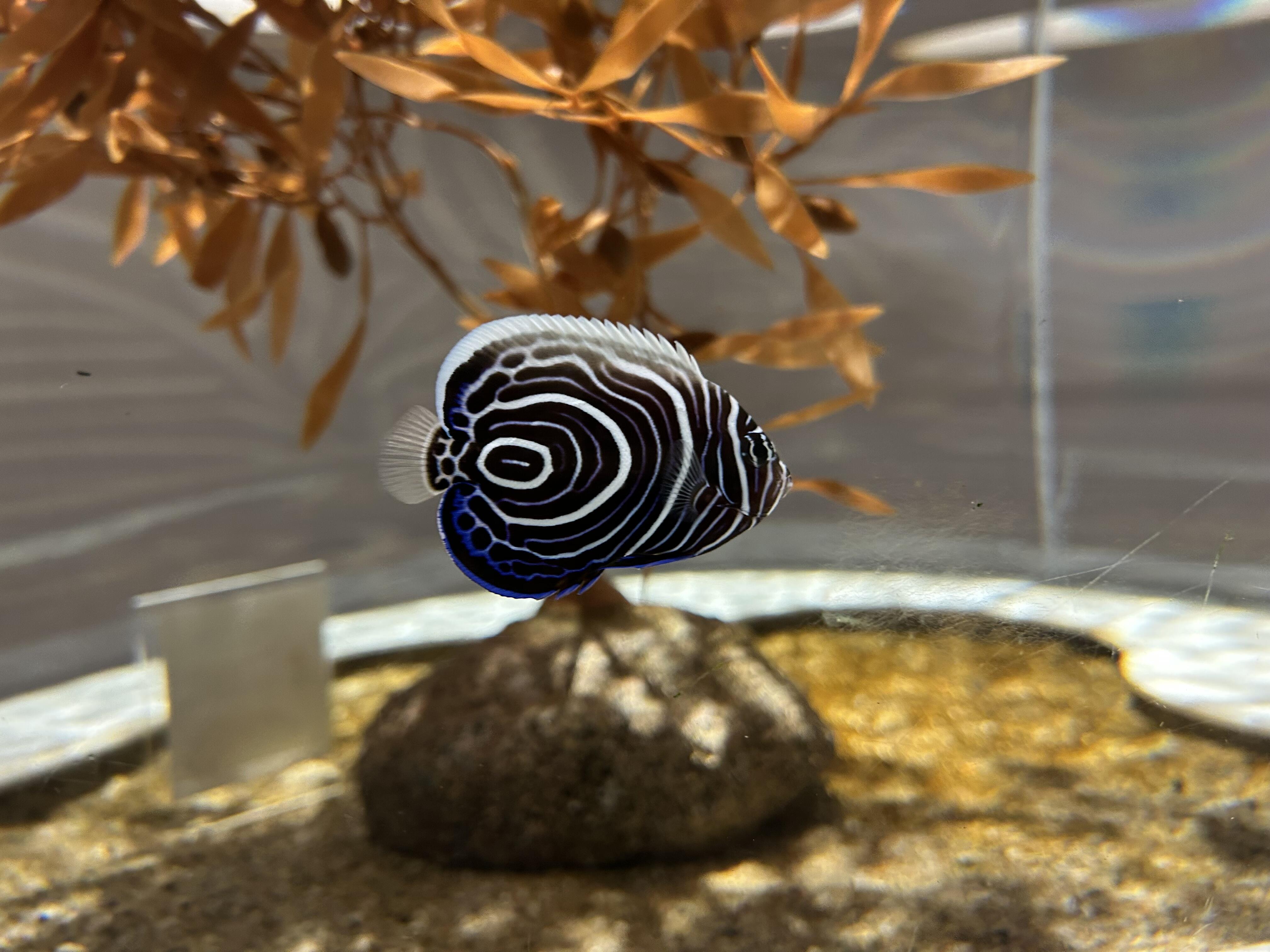 タテキン幼魚ニフレル.jpg