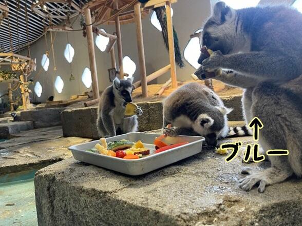 ワオBDブルー.jpg