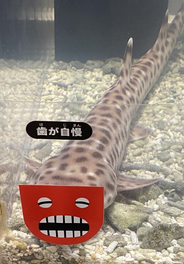 サンゴトラザメ.jpg
