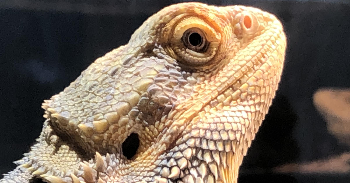 フトアゴヒゲトカゲ1200×630_2.jpg