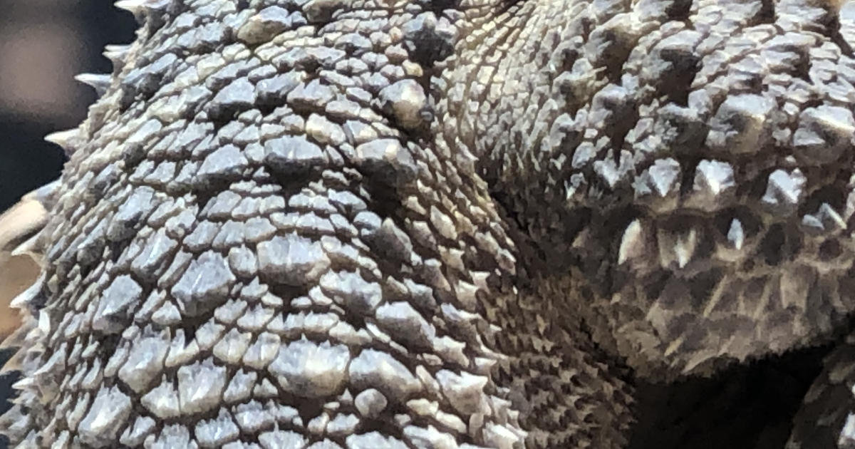 フトアゴヒゲトカゲ1200×630_1.jpg
