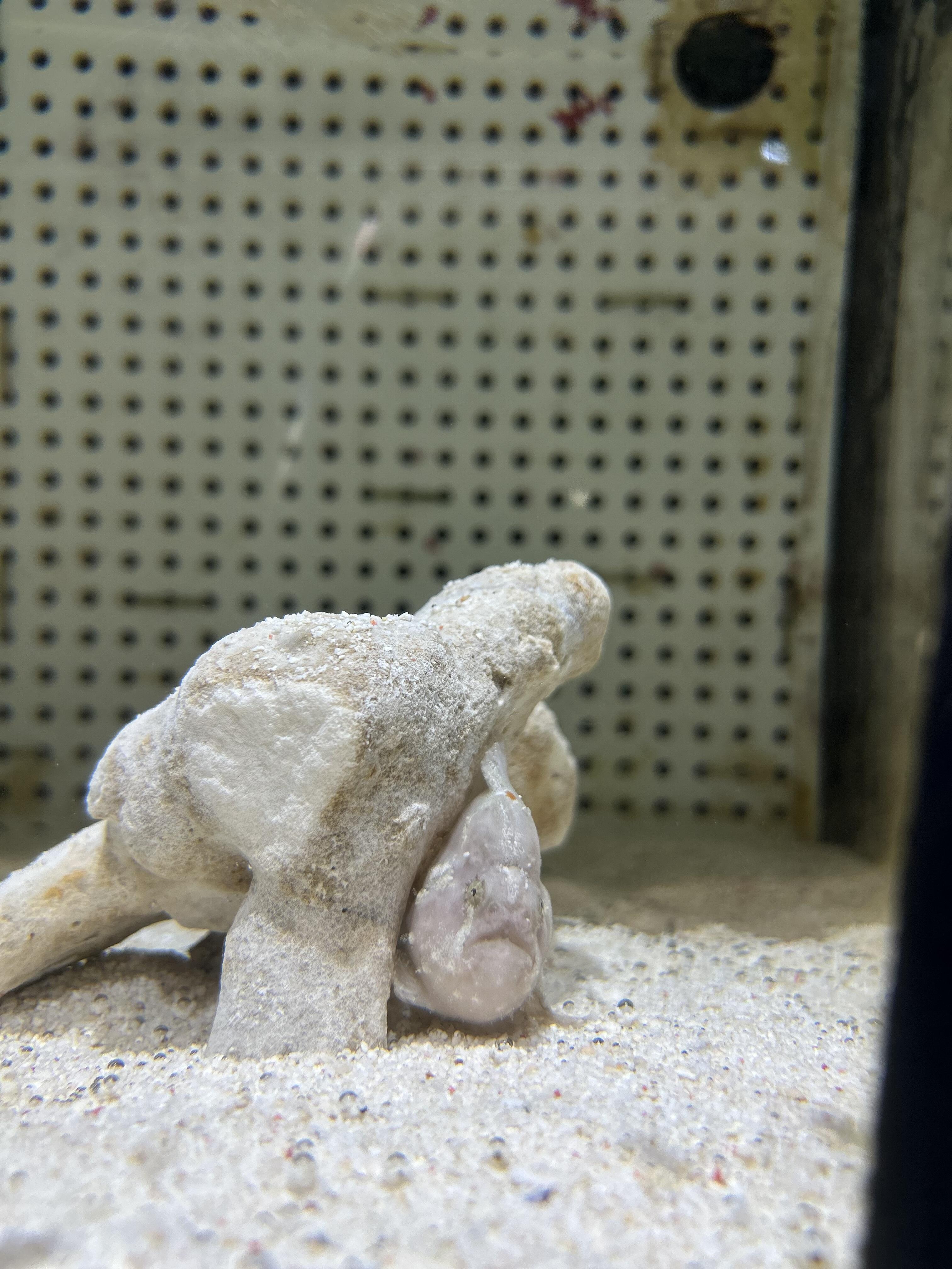 カエルアンコウ１.jpg