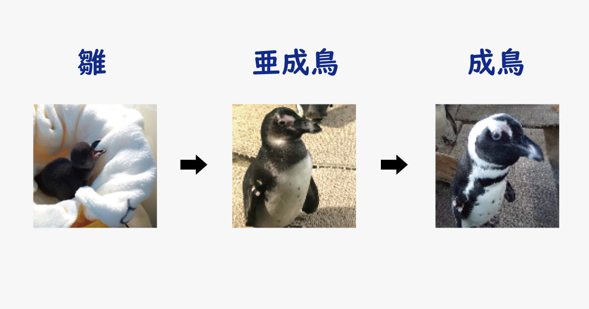 ペンギン成長段階1200×630.jpg