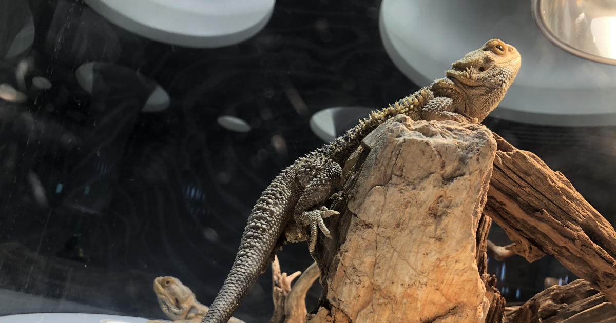 フトアゴヒゲトカゲ1200×630_3.jpg