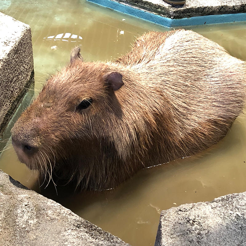 ヒンくんのおしり ニフレルをさらに詳しく ニフレル