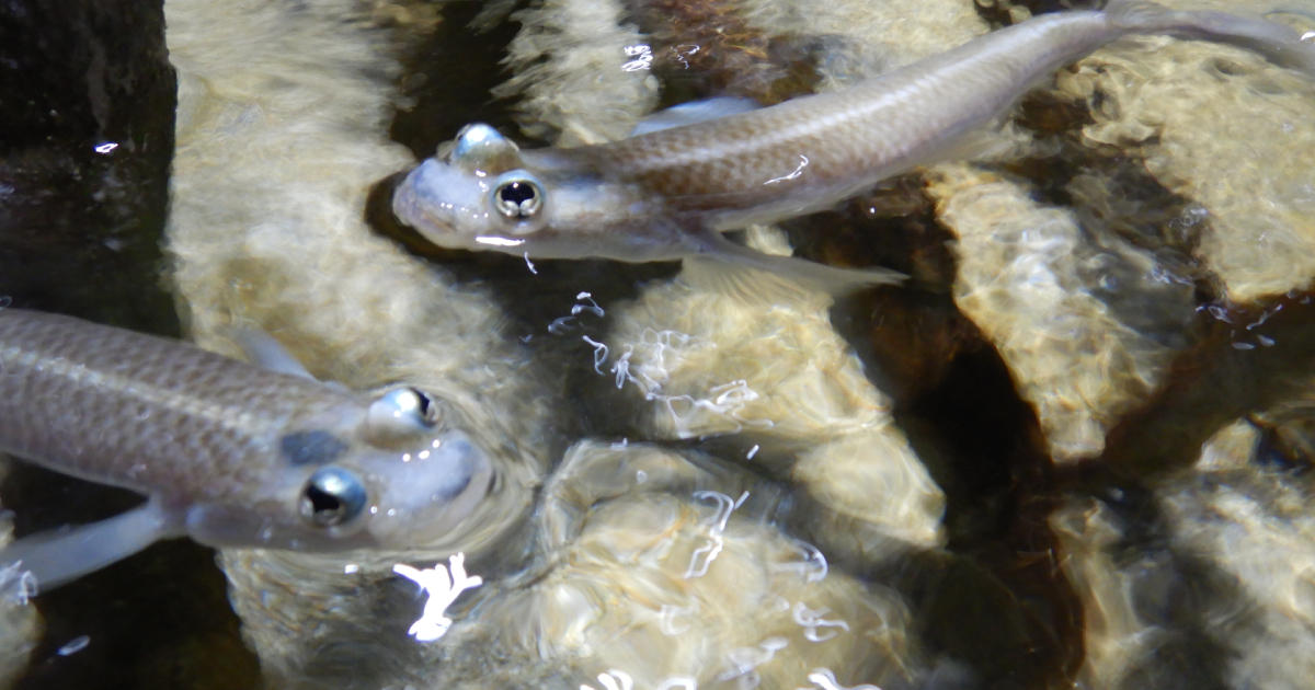 ヨツメウオ1200×630_1.jpg