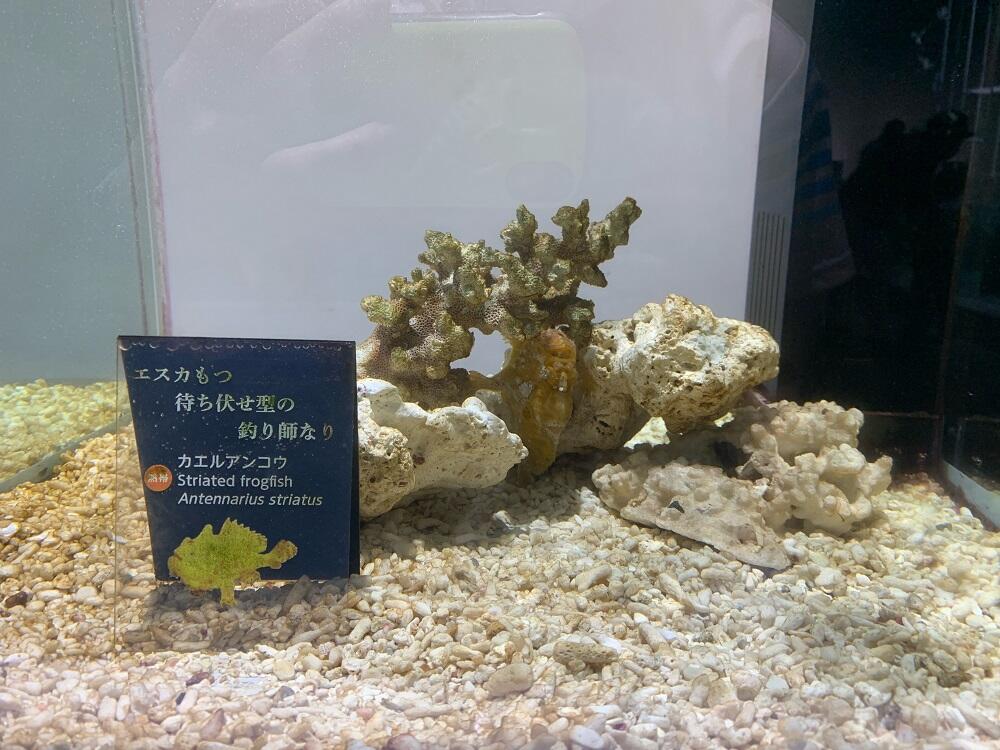 カエルアンコウ(1000).jpg