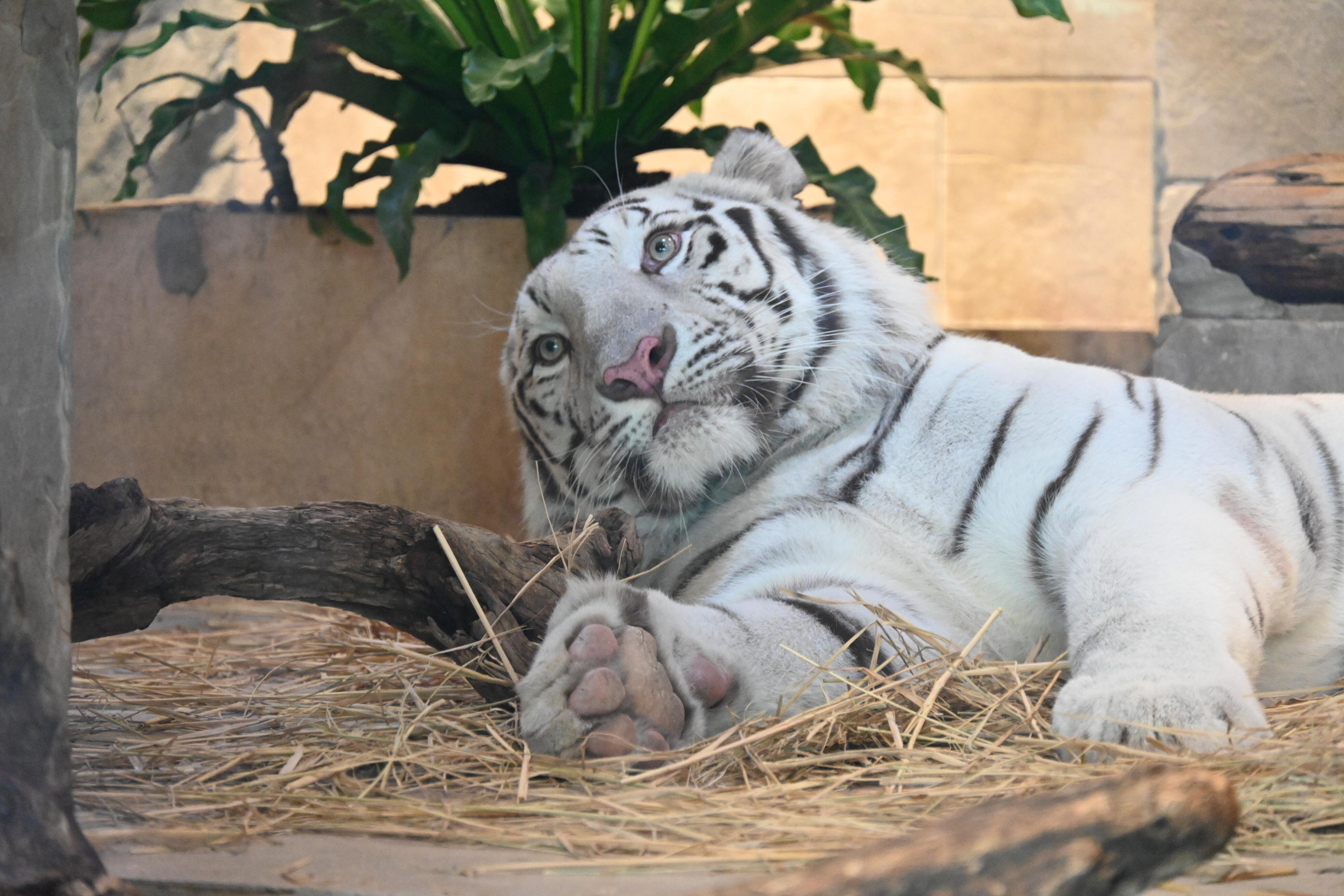 DSC_4660.jpg