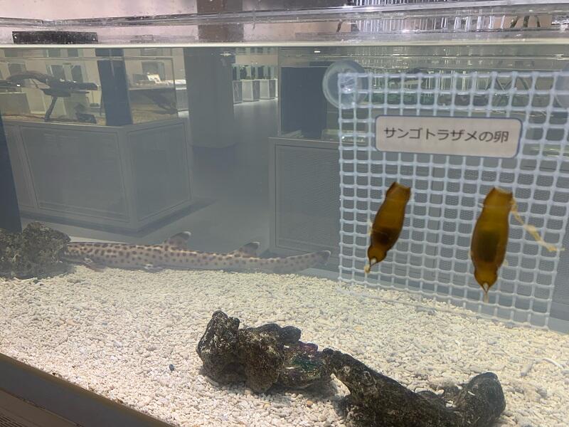 これなんだ②(800).jpg