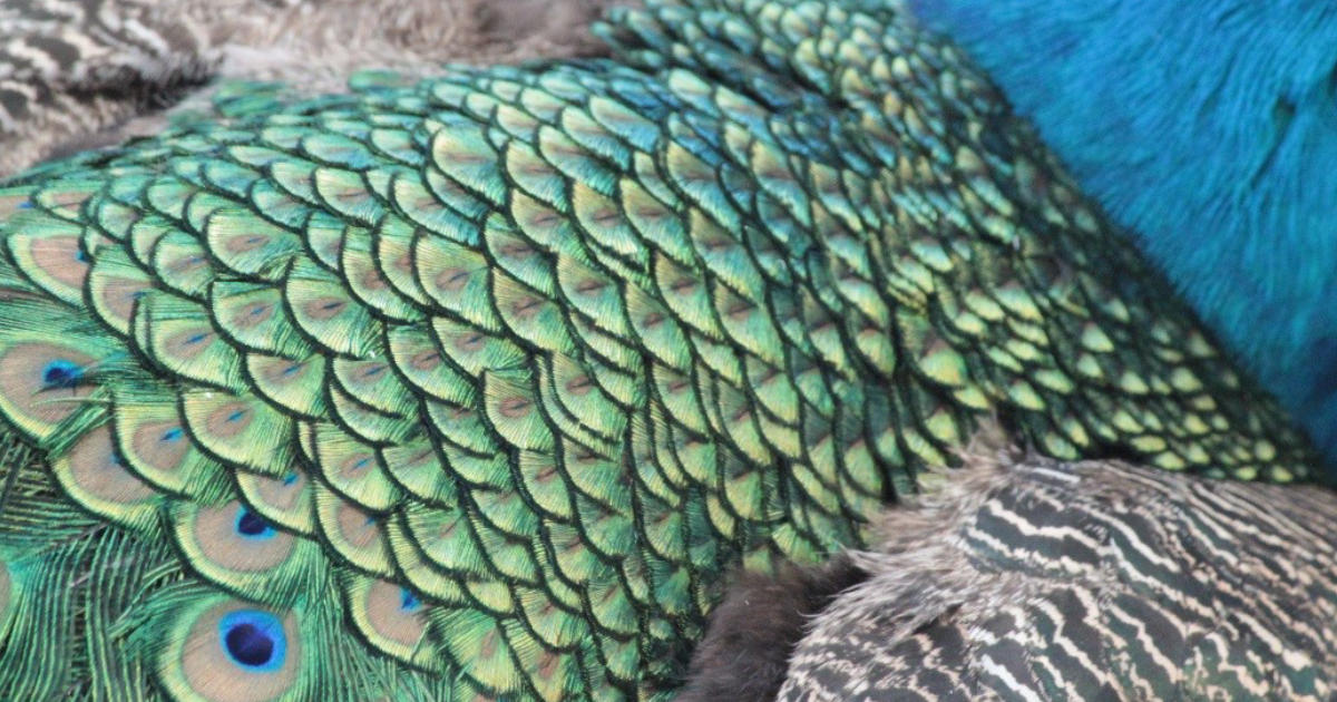 クジャク1200×630＿2.jpg