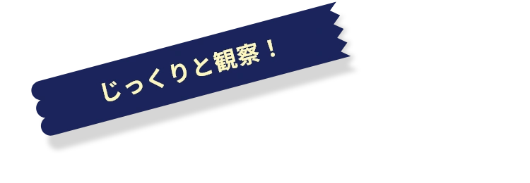 じっくりと観察！