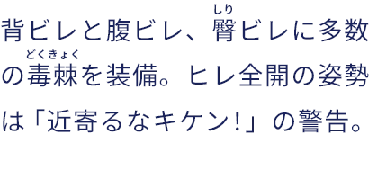 背ビレと腹ビレ、臀（しり）ビレに多数の毒棘（どくきょく）を装備。ヒレ全開の姿勢は「近寄るなキケン！」の警告。