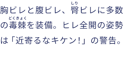 胸ビレと腹ビレ、臀（しり）ビレに多数の毒棘（どくきょく）を装備。ヒレ全開の姿勢は「近寄るなキケン！」の警告。