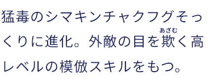 猛毒のシマキンチャクフグそっくりに進化。外敵の目を欺く高レベルの模倣スキルをもつ。