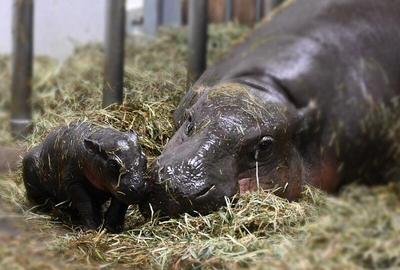 ★Mini hippo parent and child (800).jpg