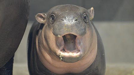 生きているミュージアム ニフレル