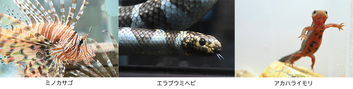 どく展示生物.jpg