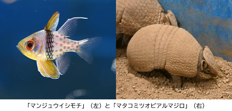 マンジュウイシモチとアルマジロ.jpg
