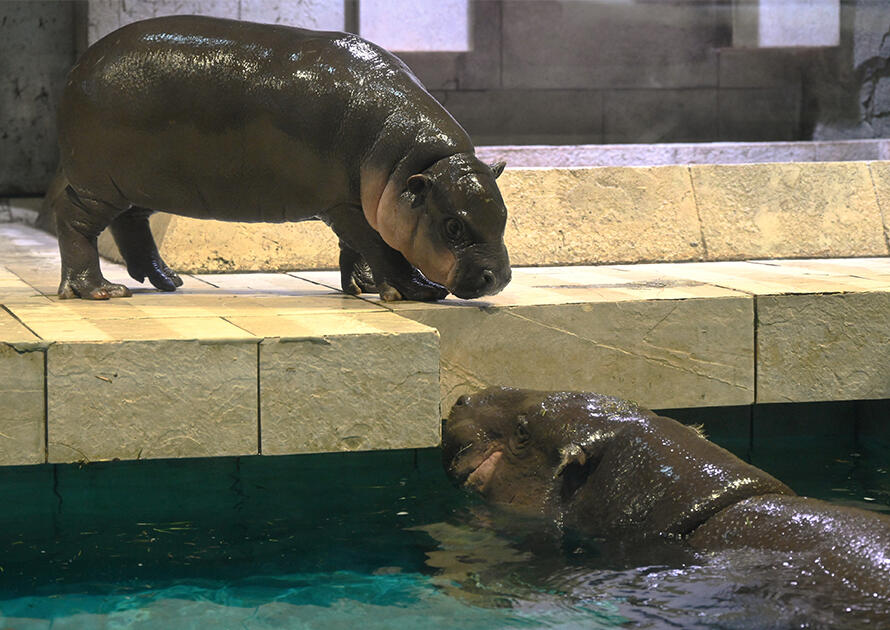 nemunemu adult pool.jpg