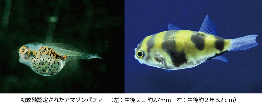 amazonpuffer.gif