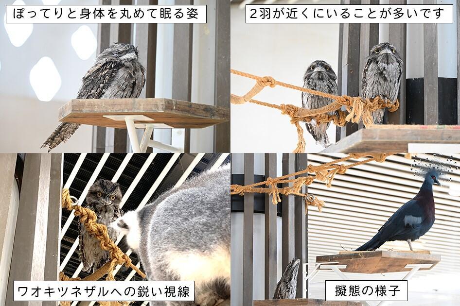ヨタカさん.jpg
