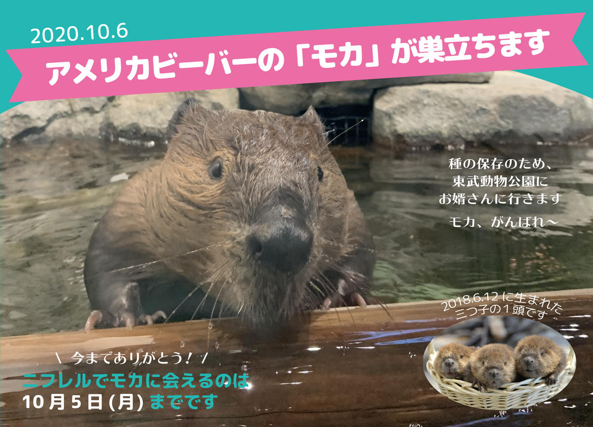 3つ子ビーバーの モカ が埼玉県の東武動物公園へお婿に行きました イベント ニュース ニフレル