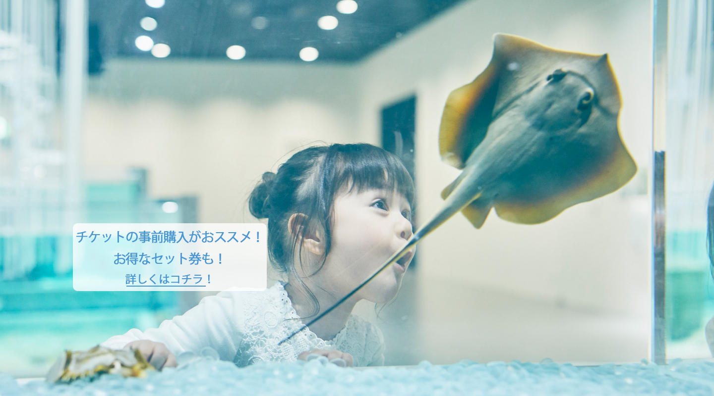 生きているミュージアム ニフレル