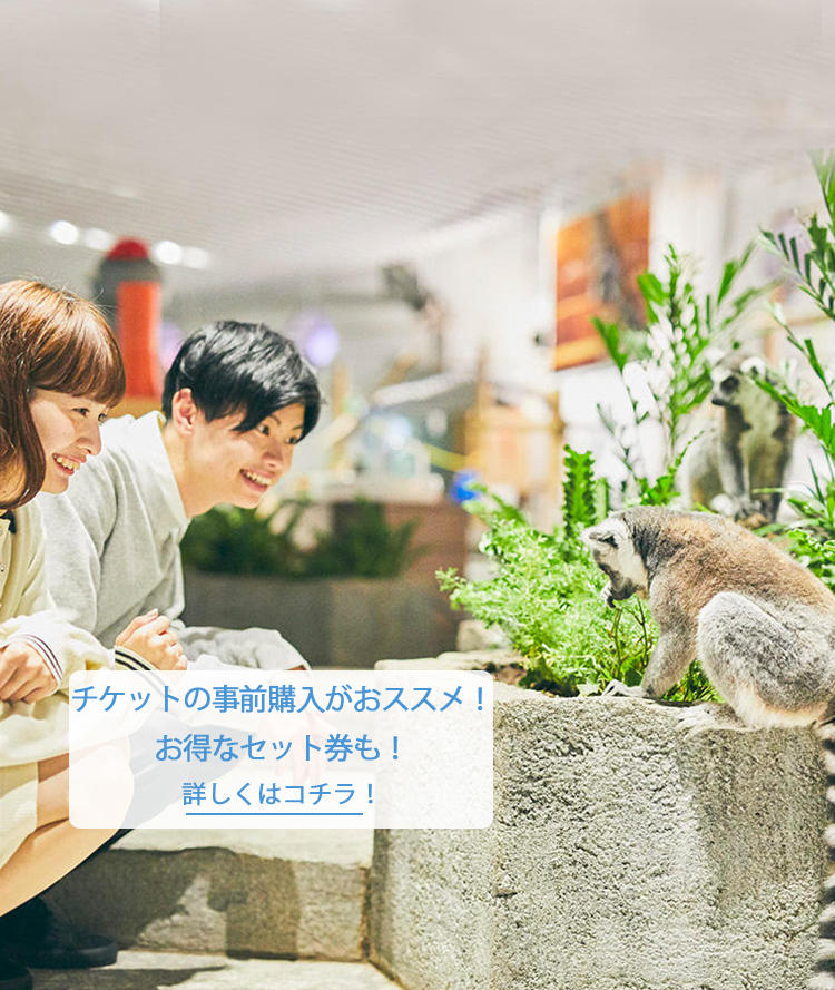 生きているミュージアム ニフレル 生きているミュージアム ニフレル